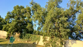 Bajna