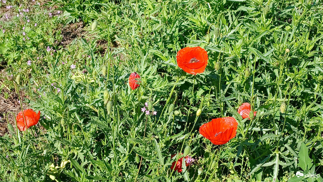 Bajna
