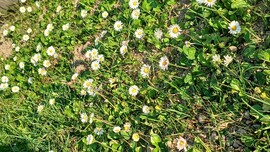 Bajna