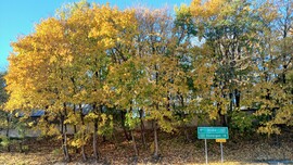 Bajna
