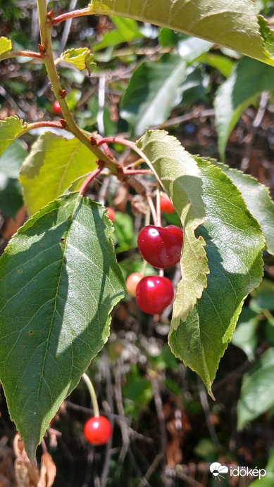 Bajna