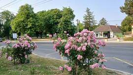 Bajna