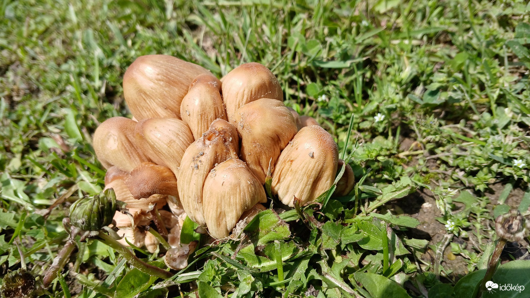 Bajna