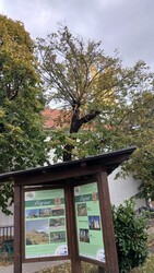 Bajna