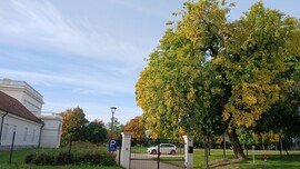 Bajna