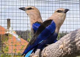 Kereki