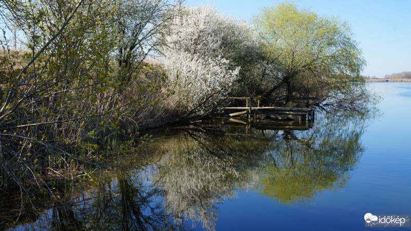 Holt-Tisza ( Fehérpart-Szilvás ) Szeged