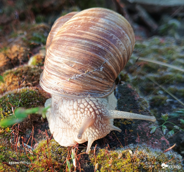 Cún