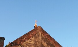 Cún