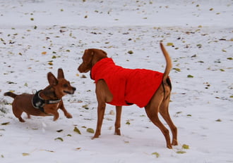 Gyere, élvezzük a havat, amíg van!