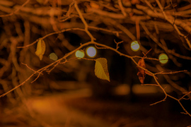 Gyöngysor és az utolsó 