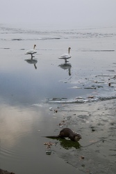 Nézd, a vidra is itt van!