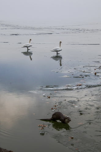 Nézd, a vidra is itt van!