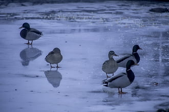 Őket még elbírja a jég