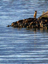 Kis Vuk gondolkodóban