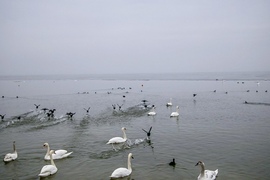 Felszántják a vizet 