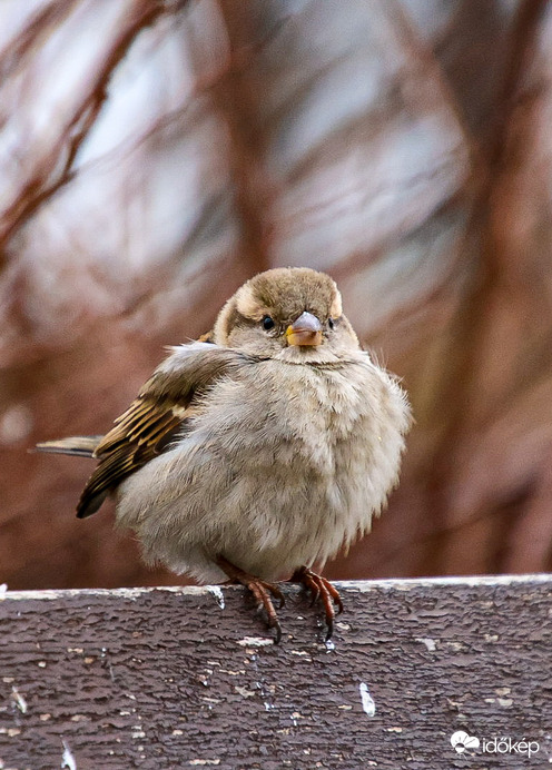 Puffadt tollaiban őrzi a meleget