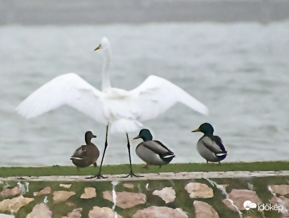 Gyertek a szárnyai alá!