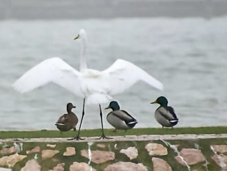 Gyertek a szárnyai alá!