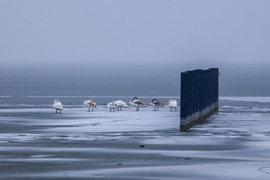 Átmeneti partraszállás 