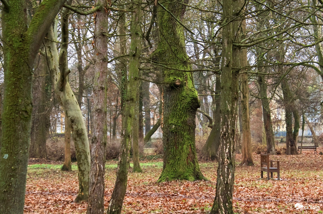 Mosolygós fa a parkban