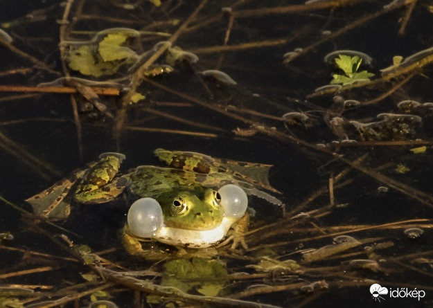 Teli torokból köszönti a nyarat