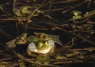 Teli torokból köszönti a nyarat