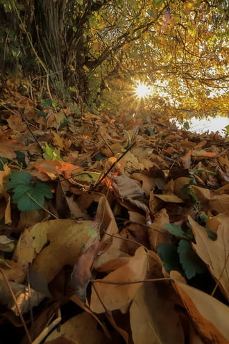 Ugye, hogy csodás az őszi avar?