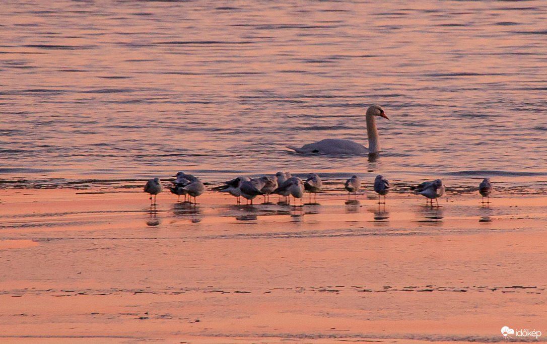 Rózsaszínben ringatózva