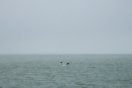 Fekete és fehér találkozása a szürke reggelben