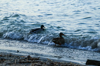 Fonyódi hullámlovasok