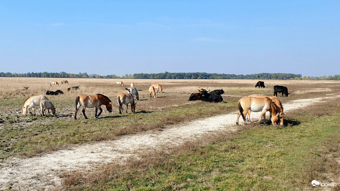 Puszta szafari
