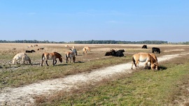 Puszta szafari