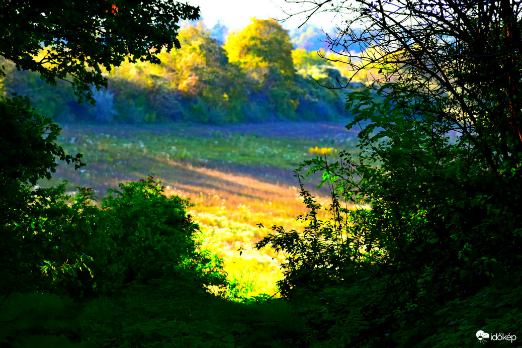 Festmény a cserjéken túl