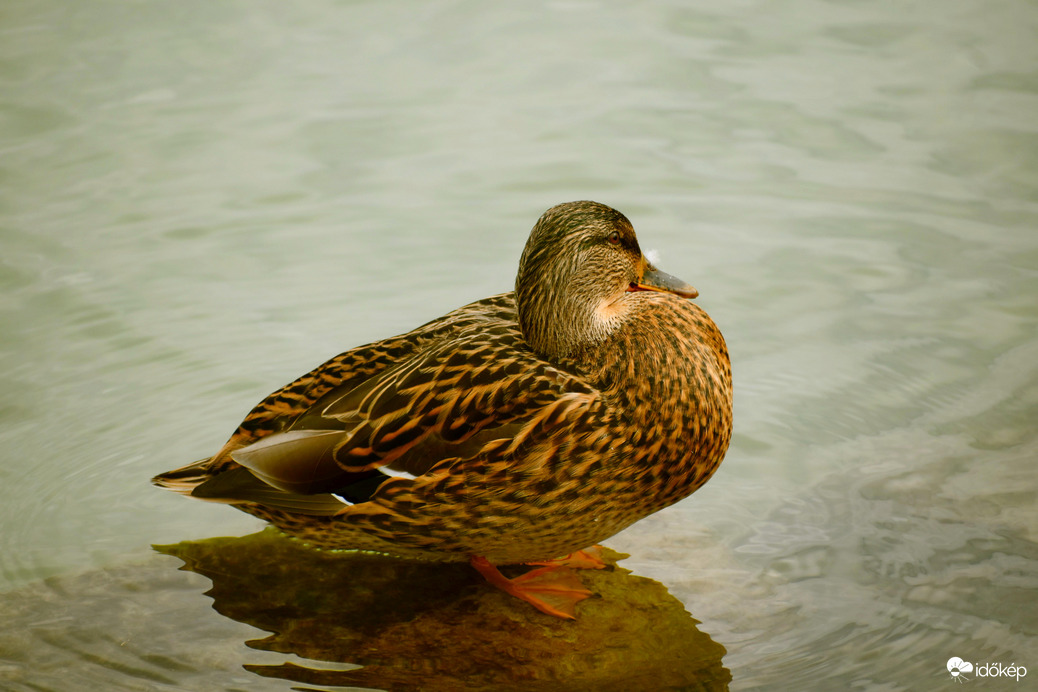 Pihenő