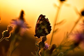 Limenitis camilla kis lonclepke