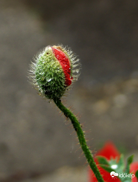 Csendes esővel ébresztve