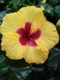 hibiszkusz