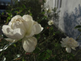 téli rózsas