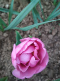 kíváncsiskodó a tulipánon