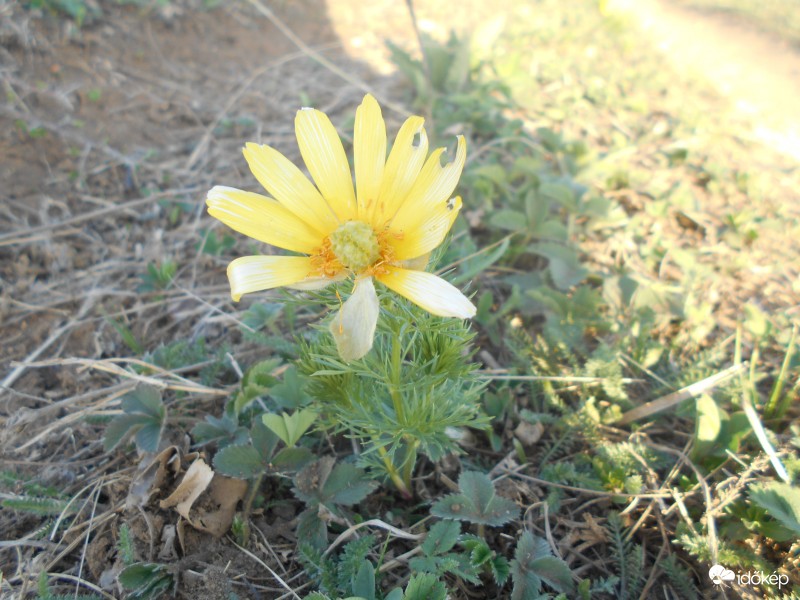 tavaszi hérics Bükkzsérc felé