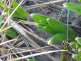 Pécel