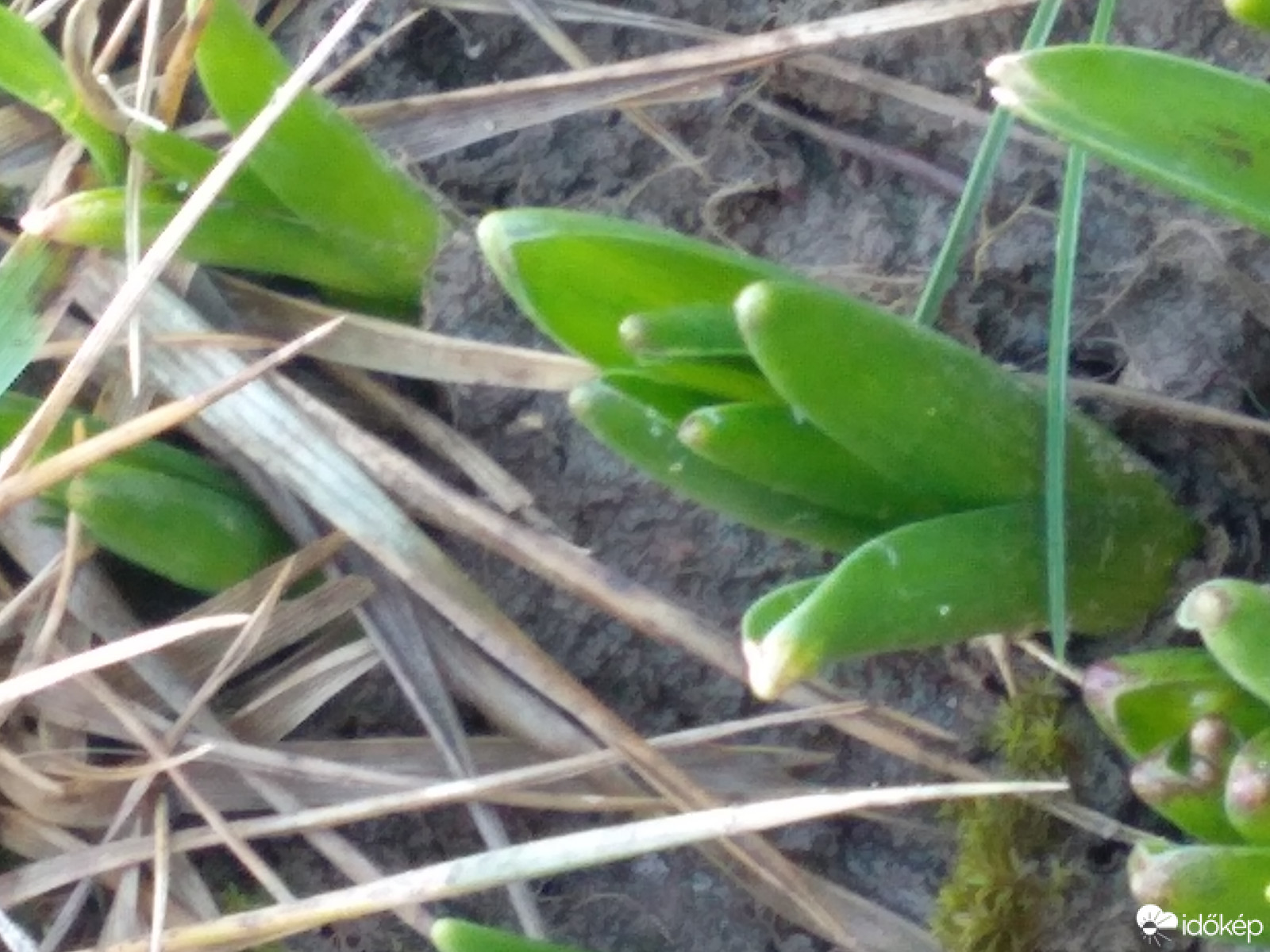 Pécel