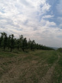 Vámosmikola