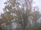 Reggeli ködben 