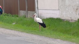 Balmazújváros