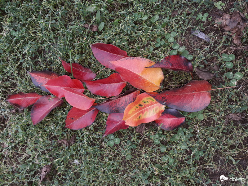 Őszi falevelek