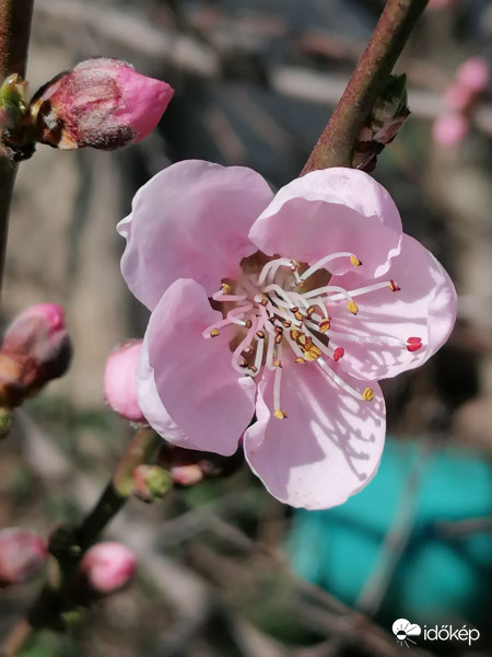 A barack is virágzik...