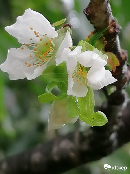 Elkésett cseresznyefavirág... 