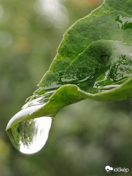 Csepp...